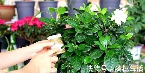 养花3大“营养液”,养花时浇对了,就算不施肥,花卉长势也极佳