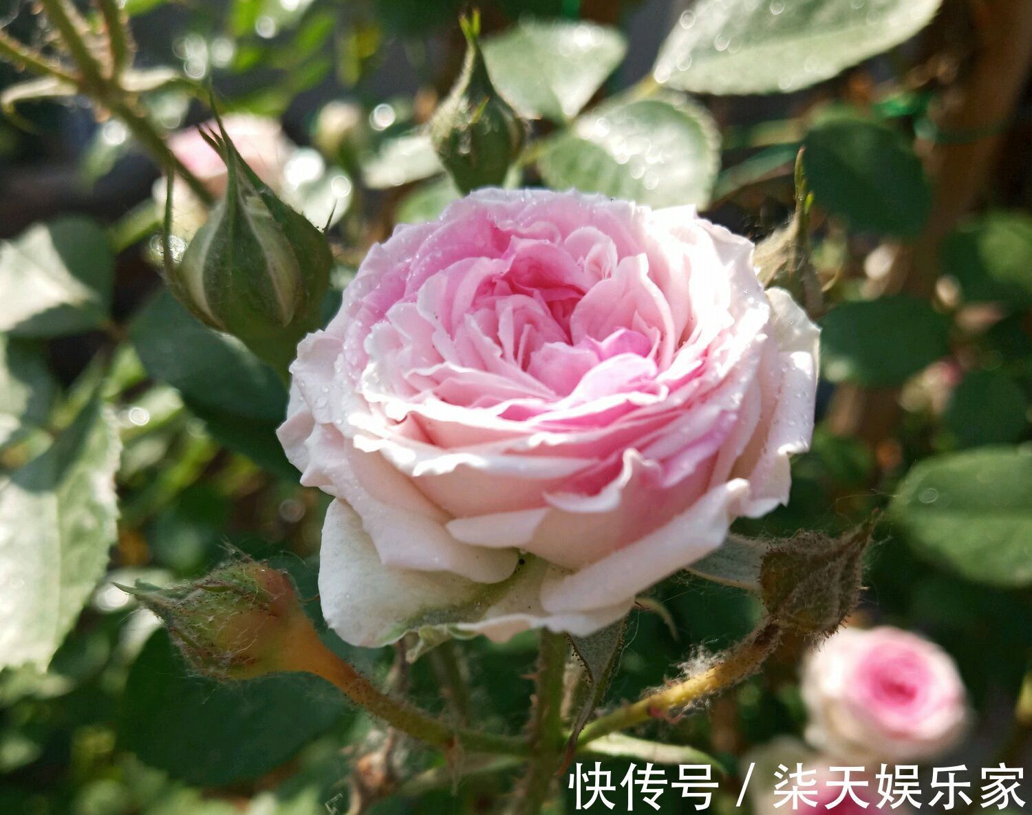 阳台上|月季花怎么养才会枝壮花多长势旺农艺师分享要注意的5个方面