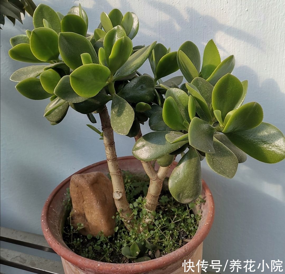 植物|2种植物长得快，三五年养成老桩，越养越值钱