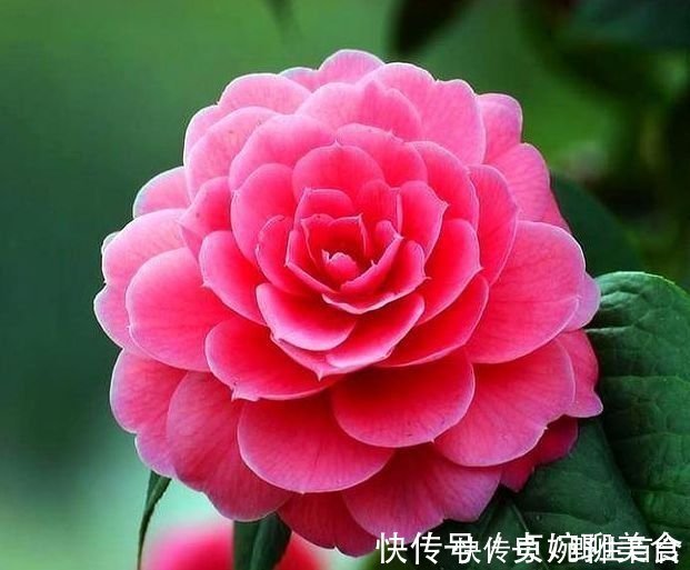 养花就养这几款,全年开花不停,四季有花开,花香四溢飘满屋