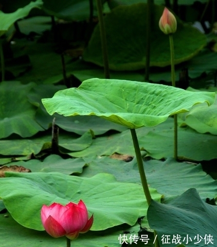 桃花|进入年底，喜鹊报喜，4属相桃花旺盛，爱情甜蜜，喜事接二连三