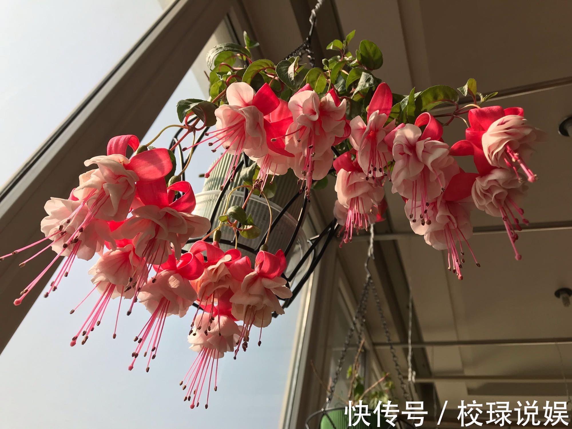 长寿花|八种花期超长的植物,个个花期半年以上,观赏价值高,室内也能养