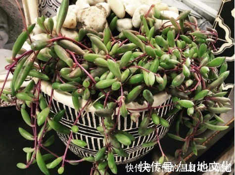 多肉植物|夏天养4款“景天多肉”，便宜好养，花苞红彤彤，呼呼窜成肉瀑布