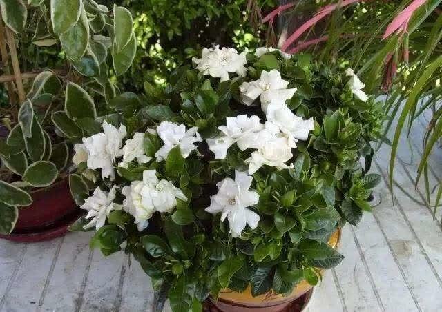 公认难养活的花,你可别轻易买,别中了商家的“邪道”,白花钱