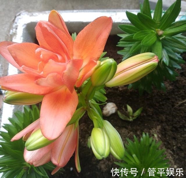 花儿|好养、好美的“4种花”,种下就活,连年开花,能养一辈子