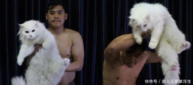 猫眼|泰国小哥最近和猫卯上了,黑猫白猫轮番上,猫眼里都是嫌弃