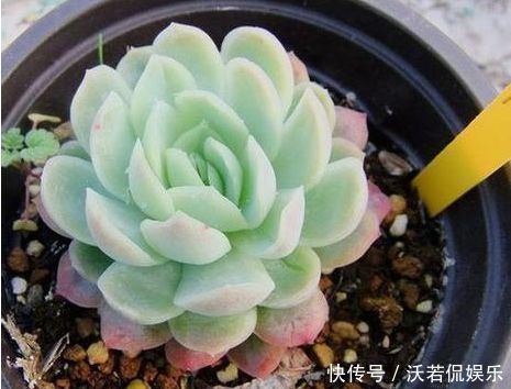 玫瑰|喜欢玫瑰，不妨试试“珍品玫瑰”安妮公主，丰腴婀娜，芳姿耀眼