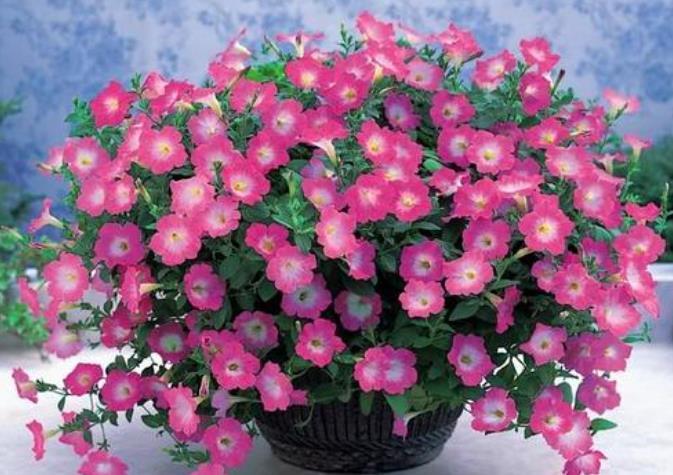 冬季4种花“特欠剪”,不剪开花少,冬季勤修剪,春季开爆盆!