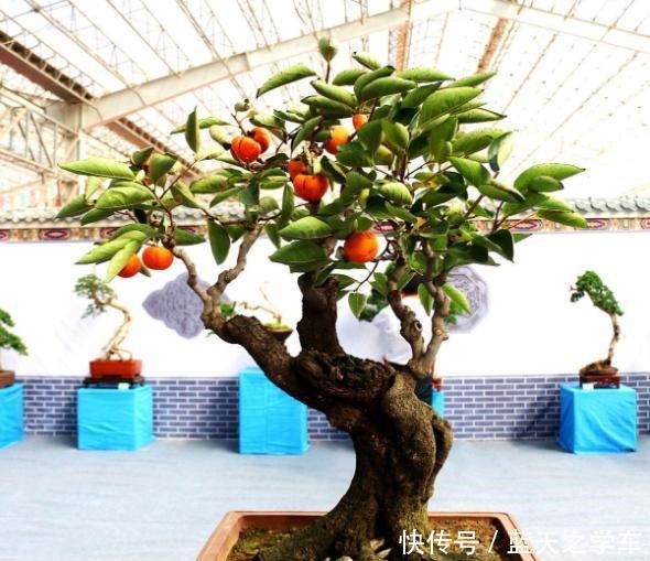 这个盆景和金弹子一样漂亮,就是还没开始养,市场前景好,能收藏!