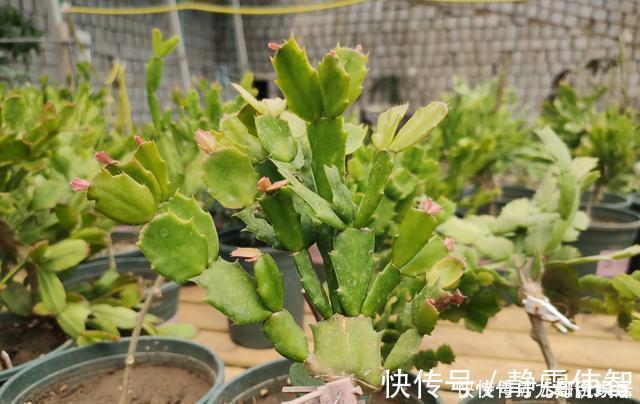 夏季|蟹爪兰要狠劲“掐”,度夏才安全,秋天直接爆芽,新叶肥厚猛开花