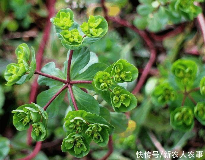 牛羊|俗称“五朵云”，除新疆西藏外全国分布，牛羊不吃老中医却最爱