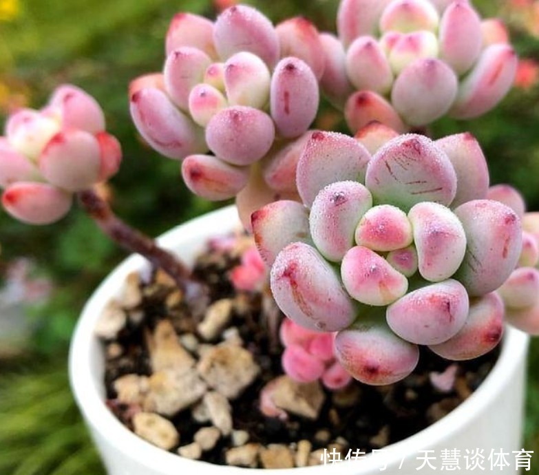 多肉植物|多肉爱喝2种“肥水”,一月给2次,叶子胖嘟嘟,养成“小胖墩”