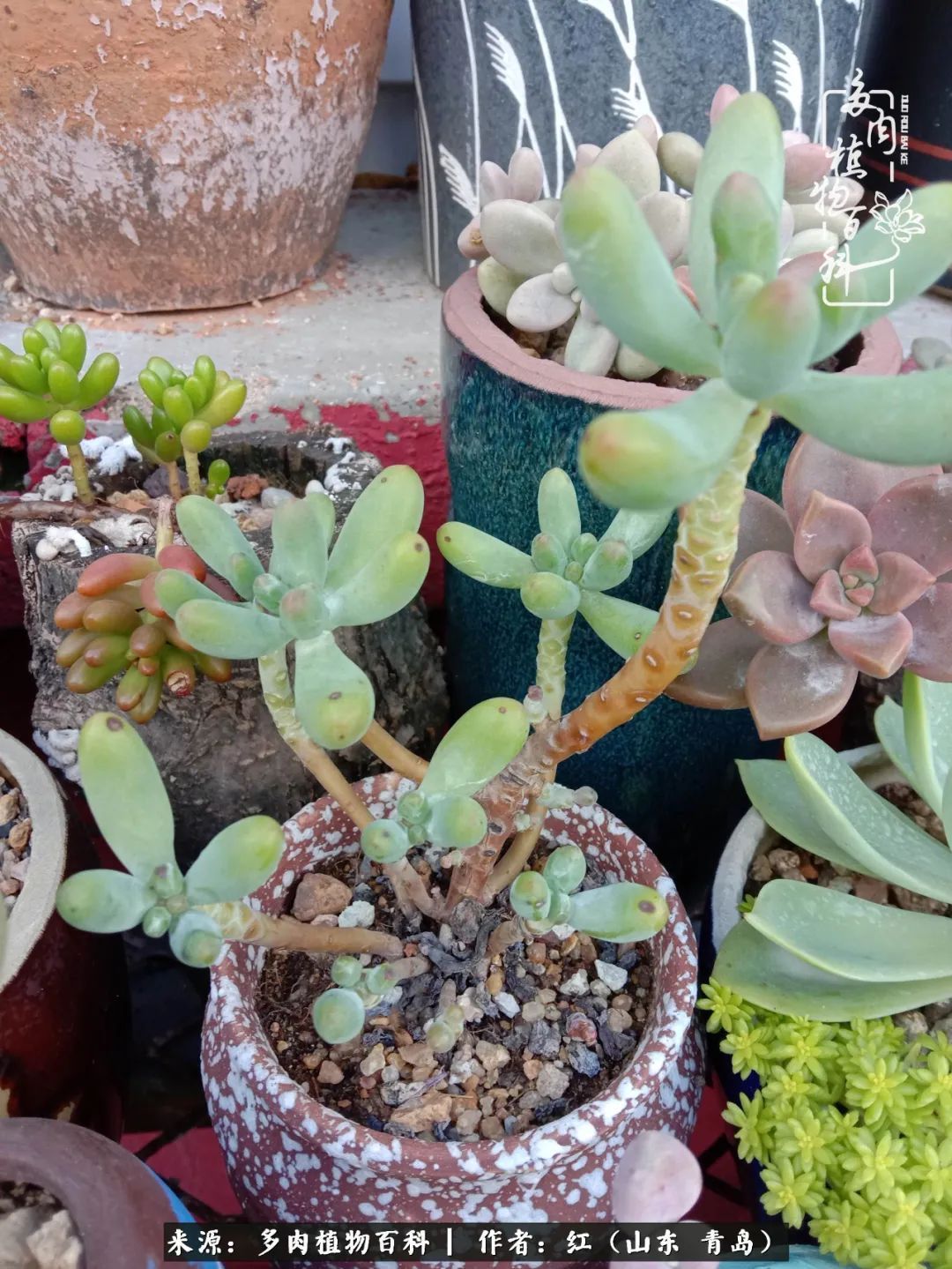 百科|多肉度个夏,回到解放前!曾经有多美,现在就有多丑!