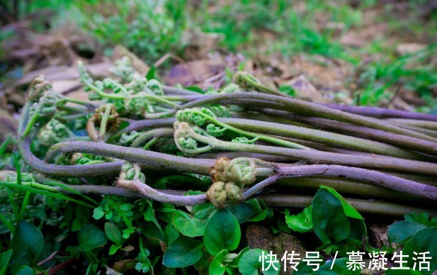 吃法|68种野菜图片,教你认识不同的野菜和吃法,你想要的野菜这里都有
