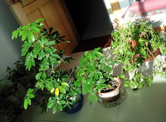 废油|厨房里这3样垃圾,废油、鸡蛋壳、淘米水,拿来养花效果一级棒