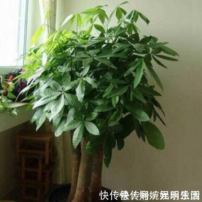一品红|家里就养3种花，高端大气又旺财，2021年鸿运当头，福运迎门！