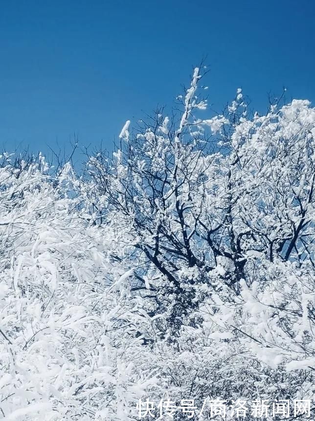 秦王|美！商州秦王山现冰雪树挂景观