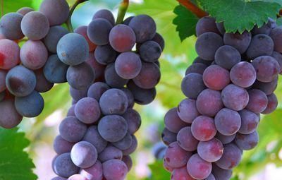 女生|皮膚油膩、滿臉痘痘的女生，不妨多吃3種水果，有控油的效果