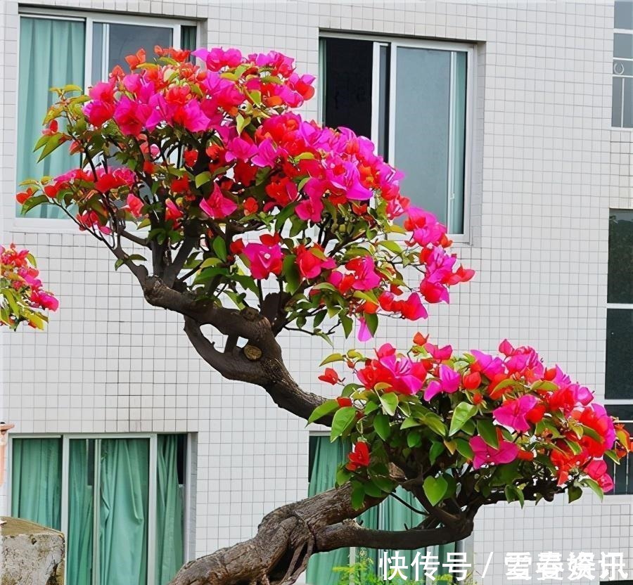 苍劲|4种“便宜花”，多修剪少浇水，养成高价盆景，价格翻倍