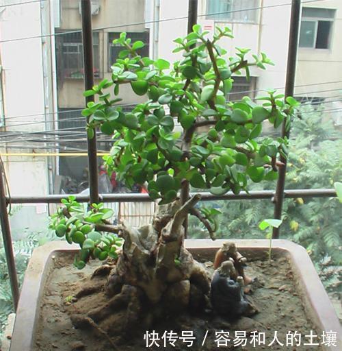 浇水|金枝玉叶有四怕，避免四点，养护金枝玉叶不再难