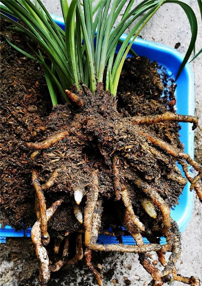 兰花|养兰花要定时换盆,脱盆、修剪、上盆及养护,每步都有注意事项