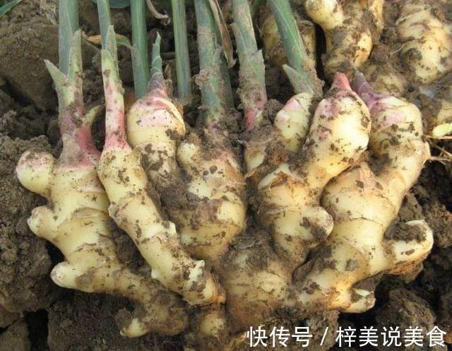 盆栽生姜,把“姜崽”丢盆里,8天出芽,1年后长出一桶“姜山”