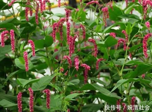 捕鱼|能捕鱼的野草,比蚯蚓还好用,花瓣还能泡酒喝,功能很齐全