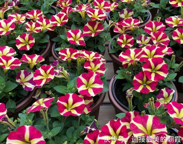 3种“网红花”,一点不娇气,沾土就泛滥,气质还高大上