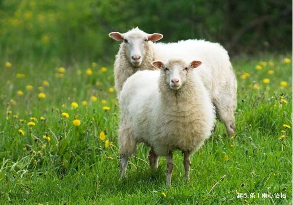 宿命|致属羊人的终生宿命，下半辈子该依靠谁家有属羊的人进来看看