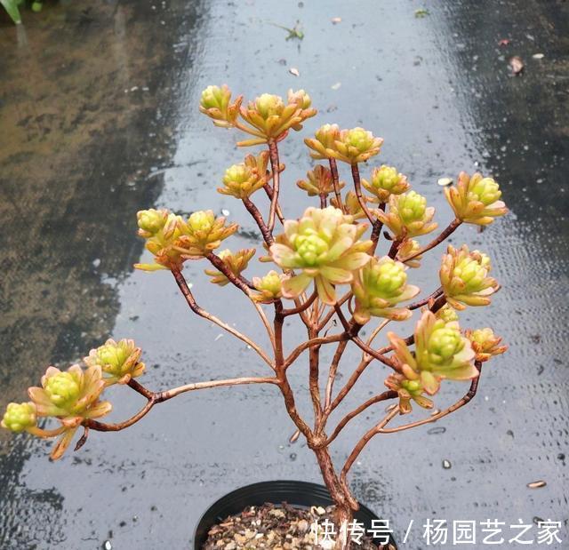 嫌弃|起初很嫌弃的多肉小人祭,变成造型桩之后,就爱不释手了
