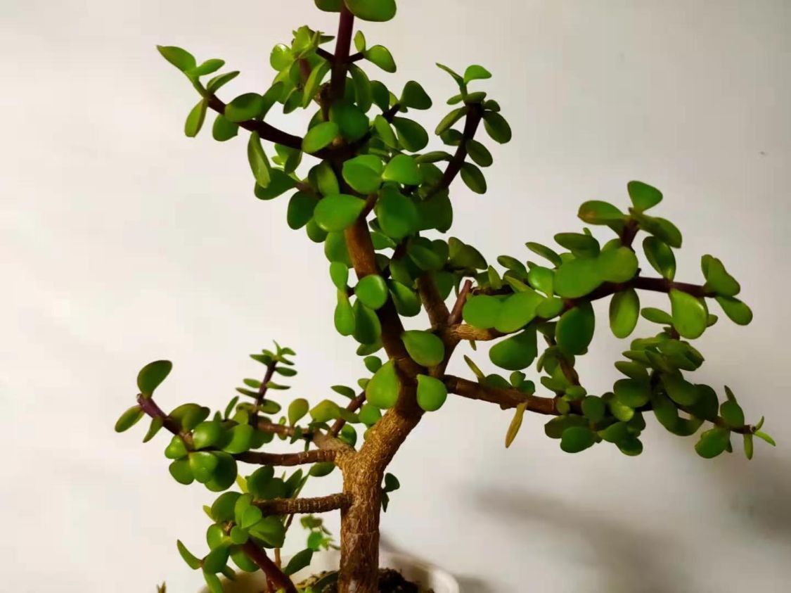 老桩|盆栽金枝玉叶,学会5个养护小技巧,枝叶茂盛,2年长成小“老桩”