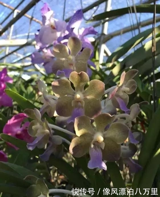 花姿|6种兰花爱开花,一开就变成“花瀑布”,太美了!