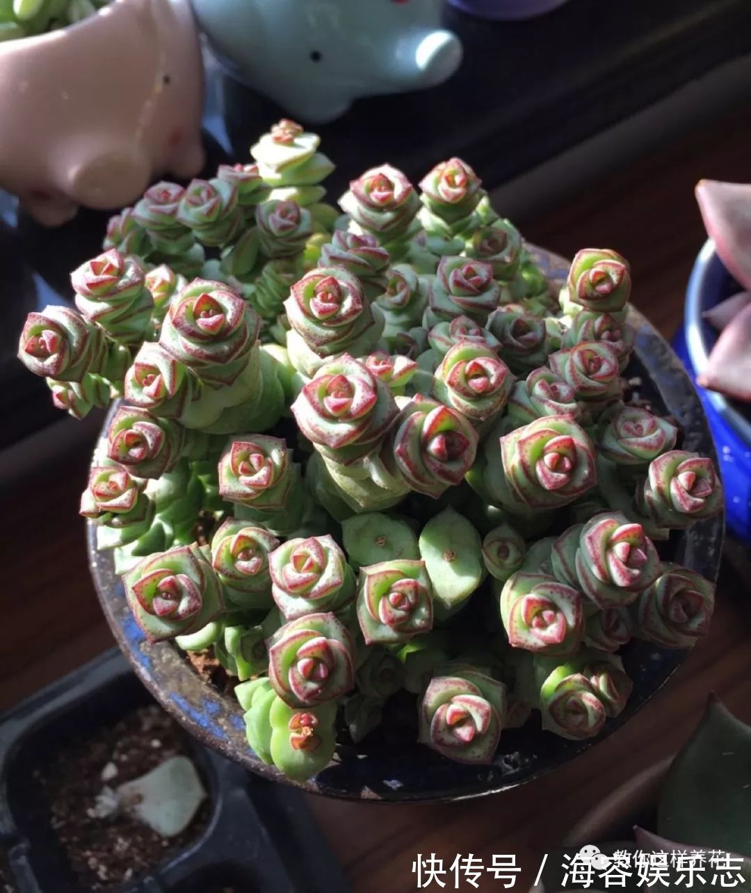 铜钱草|4种名字“有钱”的花，越养越有钱，家家必备！