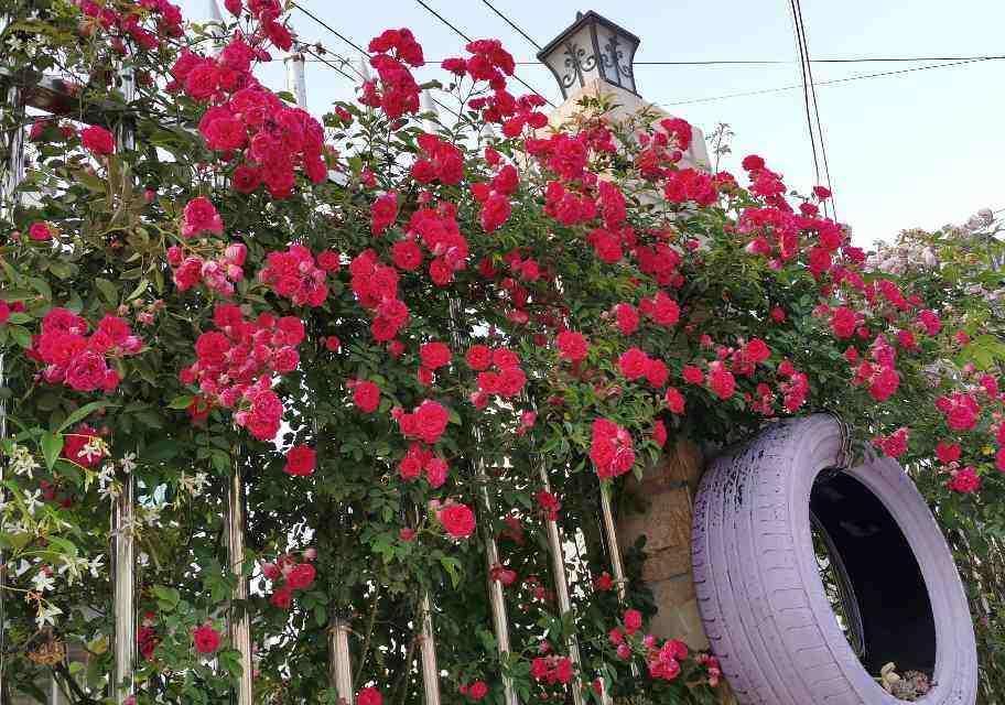 院子里种6种花,开春能开上千朵,院子变花园