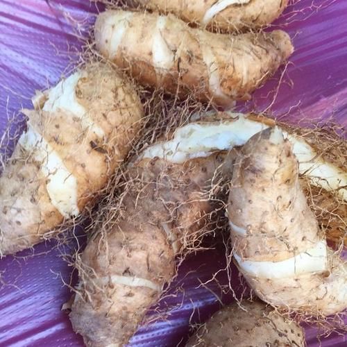 看完|毛薯和山药的区别,看完才知道,网友:又涨知识了!