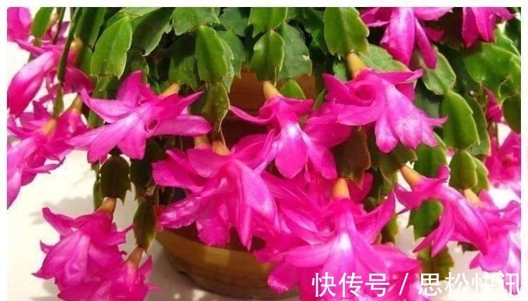 养蟹爪兰,水里加点它,叶片肥厚有光泽,花开轻松挂满枝头