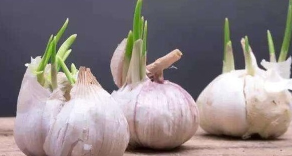 食物|有种食物发芽后吃，不仅没伤害，营养反而翻倍