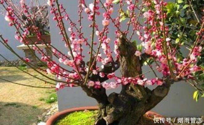 4种花超美的,堪称开花机器,养在阳台极美了