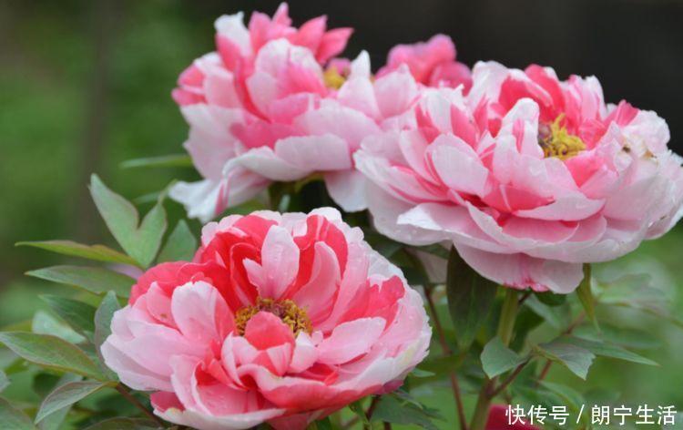 四季|阳台选此4款花卉,四季开花不停,花香四溢香满屋