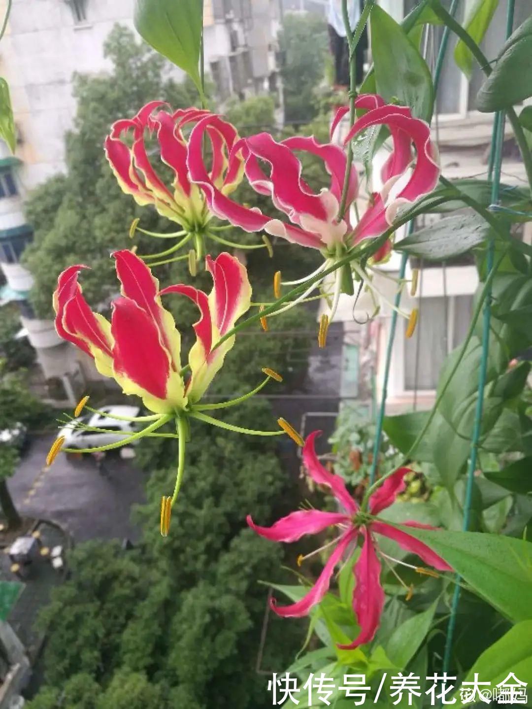 飘香藤|晒不死、热不死的花,越晒花越多,越热长越快