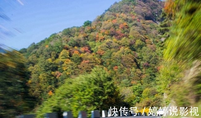 茱萸|寻访秦岭苦竹沟，灌满浆汁的烂红野果和山货挂满枝头，都无人采摘