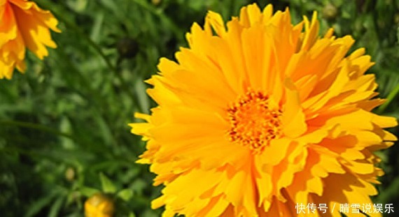 大花金鸡菊|新手养护花卉,就养能耐高温的花卉,比太阳花都强,开花金灿灿!