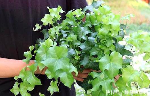 还在花钱买花遇上“6种花”掐根枝回来,插到土里就活,很简单