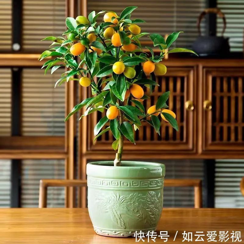 养护|这六种盆栽,能看还能吃,家里养一盆,清雅又别致