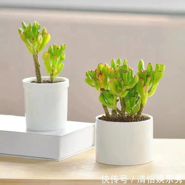 养护|8种“丑花”,个个都有好兆头,家里养几盆,镇宅吉祥,越养越爱