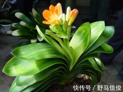 4条养花“谚语”，专治养花杀手，看懂了何愁花不旺？