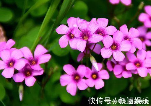 水培|开花最香的5种花,家里养一盆,满屋飘香,养庭院,十里飘香