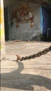 |搞笑GIF:姑姑,要不然你去做尼姑吧!