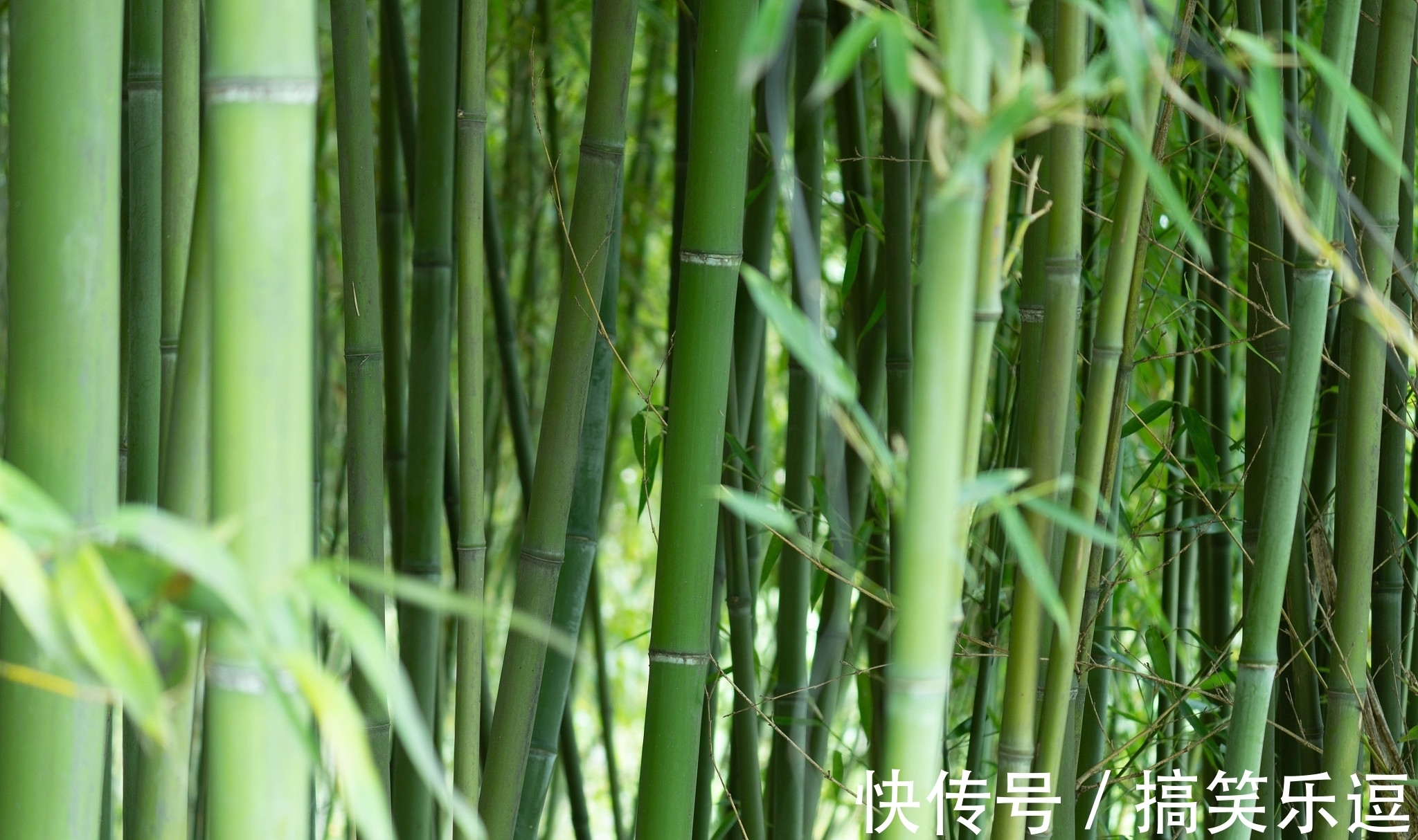 劲节&节入云霄虚若谷,榜称杰俊愧三竿。天府诗人《竹咏》诗词