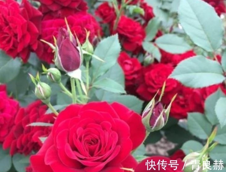 就养此款植物,好养易打理,可以净化室内的空气